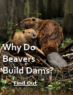 Aside from making cozy homes for their families and their friends, beavers play a leading role in nature's big picture when they build dams.